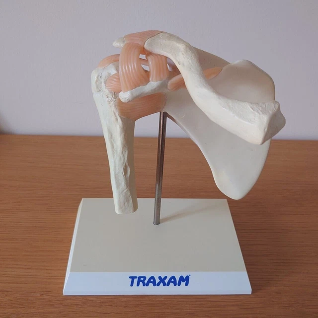 4d Human Pelvis Anatomy Model Skeleton Medical Teaching Aid Puzzle Assembling Toy Laboratory Education Equipment