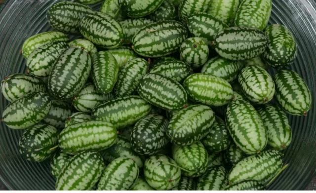 Vegetable - Cucamelon - 60 Seeds