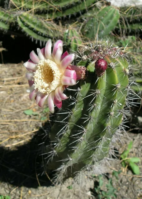 Pitaya Kaktus - Stenocereus griseus - 5+ Samen - Samen - Samen - Gx 040