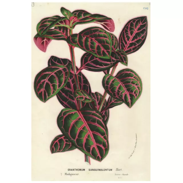 Rare 1845–1888 Van Houtte Botanical Print: ERANTHEMUM SANGUINOLENTUM 2