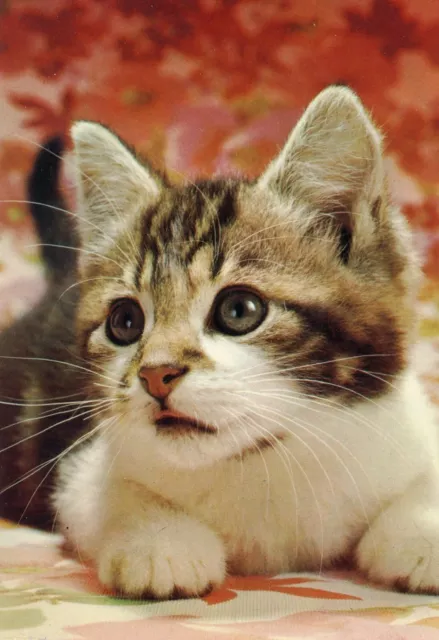 Cpsm / Carte Postale / Chat / Cat / Italia / Italie
