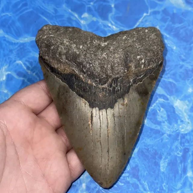 Megalodon Shark Tooth 5.57” Huge Teeth Big Meg Scuba Diver Direct Fossil Nc 8133
