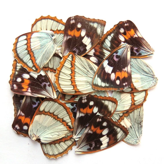 GIFT 20 pcs REAL BUTTERFLY wing material  DIY artwork jewelry  #53