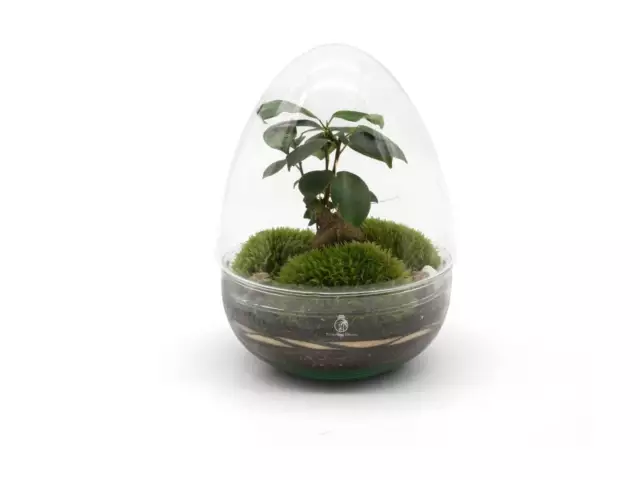 DIY Large Terrarium Kit with Bonsai and Moss H: 27 cm