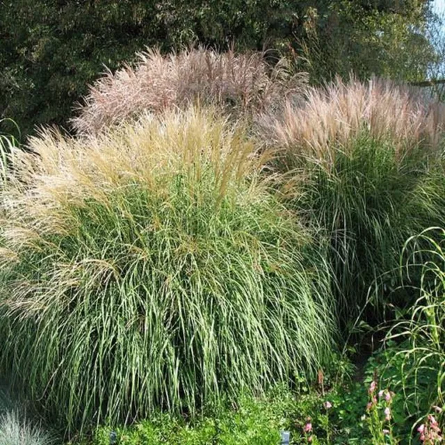 Chinese Silver Grass (Miscanthus Sinensis)- 25 seeds - BOGO 50% off SALE