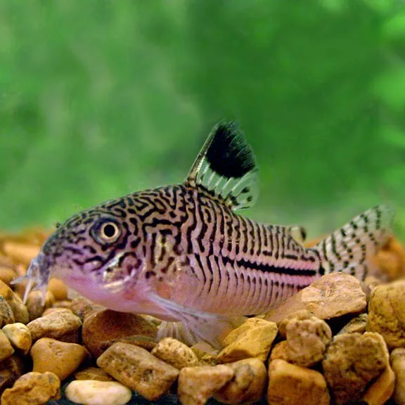 Julii Cory Cat (Corydoras sp.) - Live Freshwater Fish Catfish