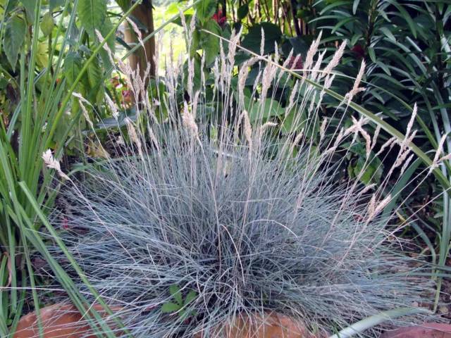 Raro Azul Fleo de los Prados Festuca Glauca Hierba 30 Semillas Vendedor GB