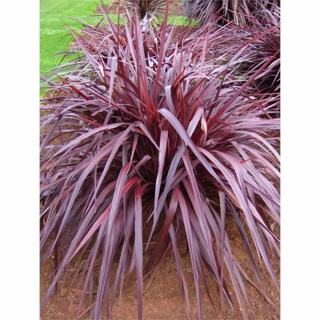 10 X Purple Cordyline Tree Seeds,Cordyline Purpurea,Hardy Tropical Native Shrub