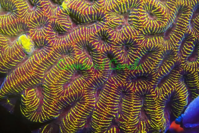 Cornbred's Mayan Sun God Maze Brain - Frag - LIVE CORAL Cornbred's Mayan Sun God Maze Brain - Frag - LIVE CORAL