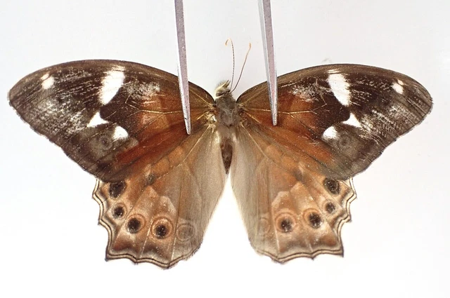 N19108. Unmounted butterflies: Nymphalidae sp. Vietnam. Nghe An