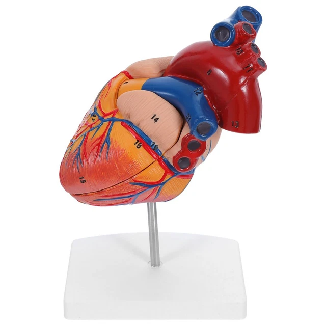 HUMAN HEART ANATOMY Model: Heart Structure Teaching Model For Medical ...