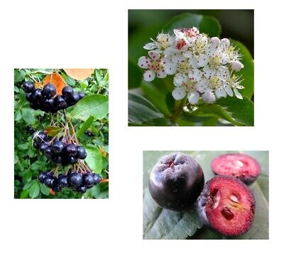 Semi piante-sconti MELA BACCHE-Busch bene poltigliosa Aronia tempo semi Exot 