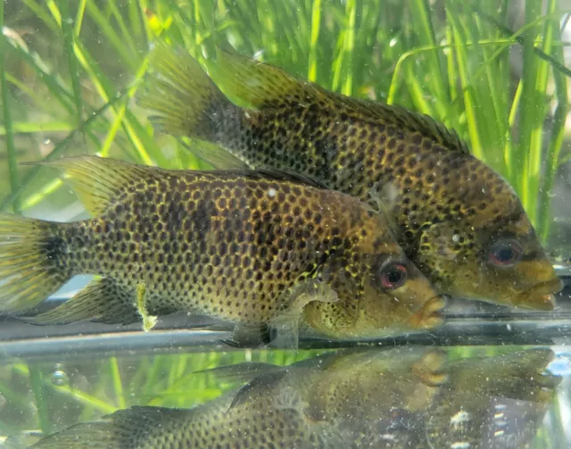 Green Guapote Cichlid Cichlasoma beani, Small