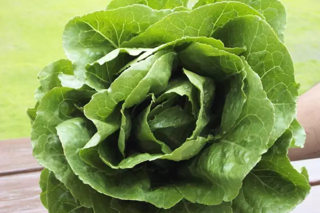 250 Graines de Laitue Romaine Méthode BIO seeds plantes salade légumes ancien 2