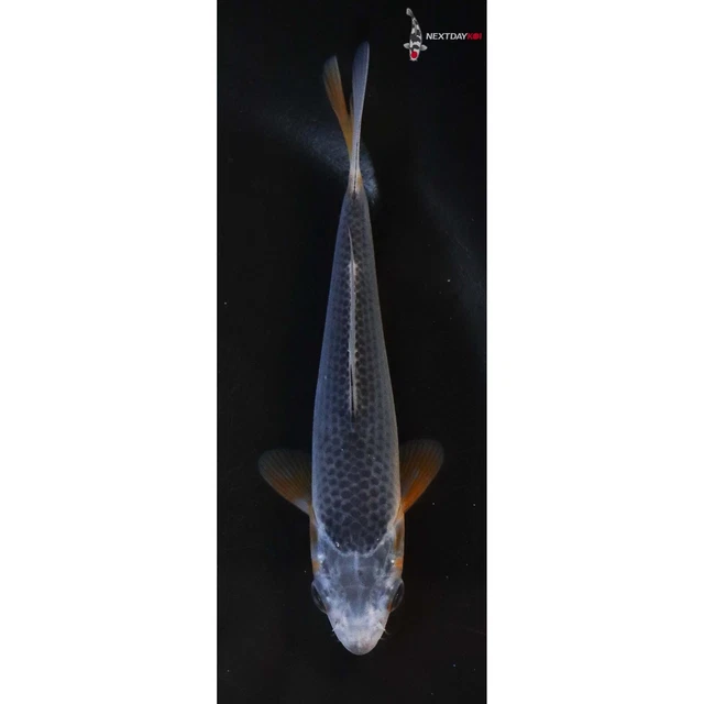 4" ASAGI Koi live fish standard fin nextdaykoi NDK