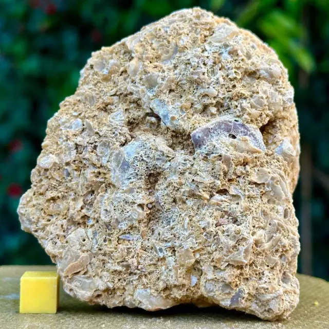Jurassic Coral Fossil from Wiltshire, UK - Genuine Fossils for Sale