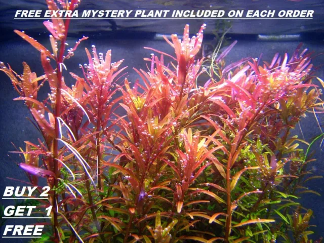 BUY 2 GET 1 FREE Rotala Rotundifolia RED Live Aquarium Plant Aquatic Plant