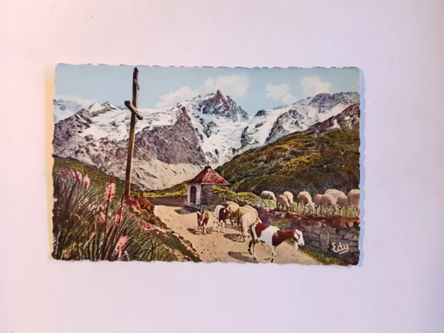 CPSM 38. Les hotes de nos montagnes, des moutons au paturage, 1959