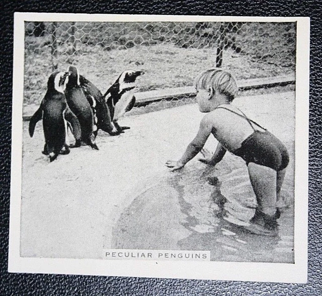 PENGUINS   Vintage Zoo Scene   Vintage 1930's  Photo Card   OC21