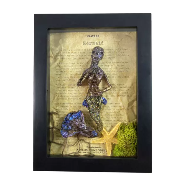 Mermaid Corpse Skeleton Mummified Specimen in a Frame Oddity Medical Display OS