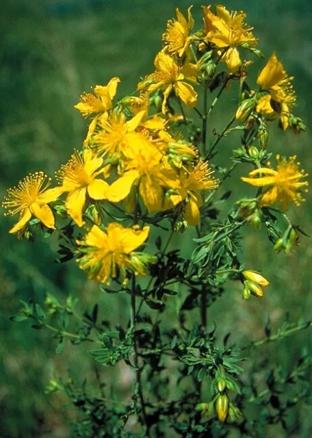 St. John's Wort - Hypericum perforatum 3000 seeds