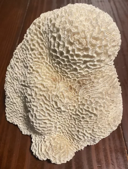 Natural Large BRAIN CORAL. White Fossil Sea Ocean Beach House Decor Aquarium Natural Large BRAIN CORAL. White Fossil Sea Ocean Beach House Decor Aquarium