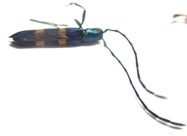 Q012 GNE | CL : Cerambycidae: Anubis manillarum 15mm A-*******************