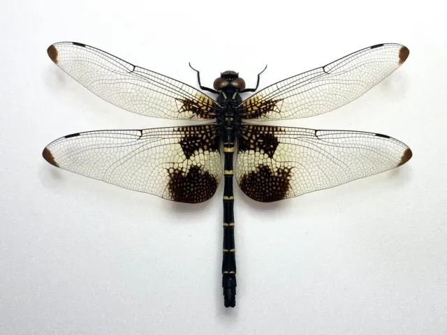 Dragonfly Odonata   Chlorogomphus papilio (male) From CHINA