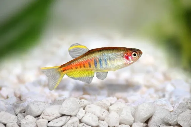 Group of 6+2 Live Juvenile Glowlight Danios Premium Freshwater Tropical Fish A++