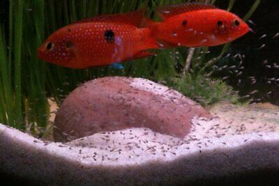 Live Blood red Jewel Cichlid for fish tank aquarium