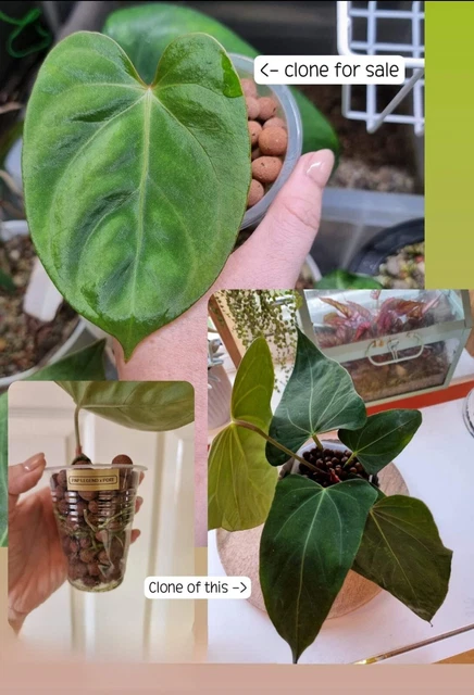 ANTHURIUM PAPILLILAMINUM LEGEND X Portillae Rare Aroid Houseplant Not  Philodendr 40.00 - PicClick UK