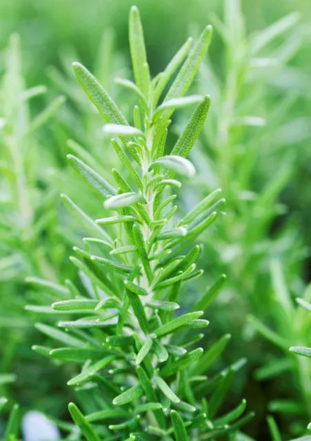 Herb Rosemary (Rosmarinus officinalis) 2 x plants / plugs