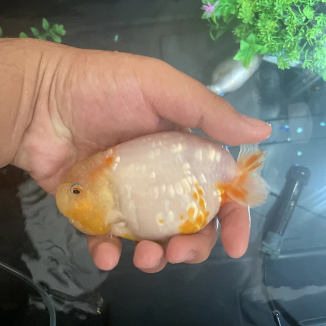 LIVE goldfish  High quality Fish~ Goldfish Ranchu goldfish 5.5 6  Inch Lemonhead
