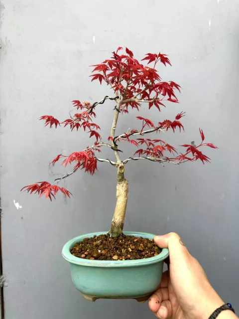 Beautiful Japanese acer deshojo Maple bonsai tree 🍁