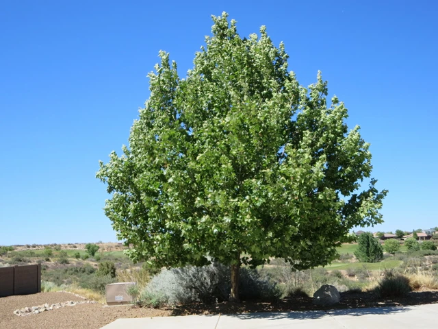 Seed Pods Heads 2021 Arizona Sycamore Tree Crafts Coronas Decoración 1,5" Diapositiva Lote 25 4