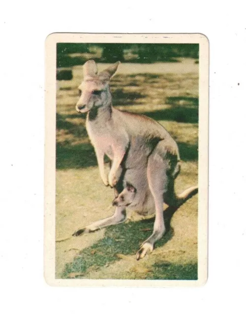 Swap Card - Original Golden Fleece 1960's - Blue No. 7B - Doe Kangaroo with Joey
