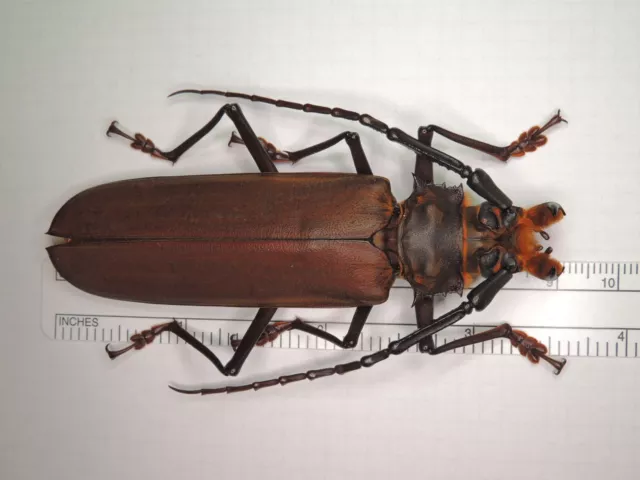 Cerambycidae- Callipogon similis 90mm Brazil KZB770