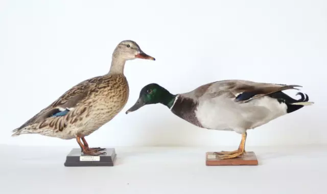 Taxidermy-hunting-chasse-präparat- Mallard (M/F) with permit