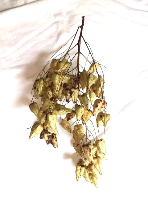 Natural Golden Raintree (Koelreuteria paniculata) PODS 3 Sided Paper-Like Crafts 3