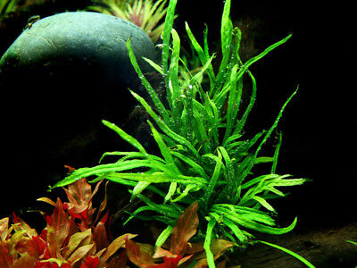 Aquarium Plante Microsorum Pteropus Trident Aquatique Tropica Pot De Nr.008G