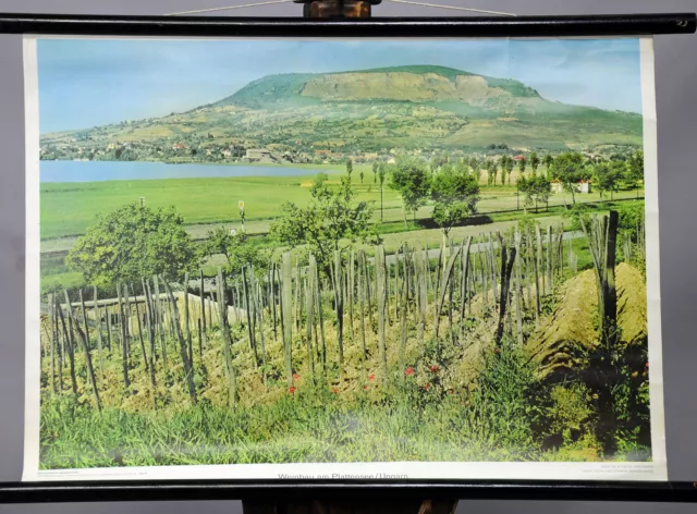 Vintage Wall Chart Picture Wine Growing Landscape Lake Balaton Hungary