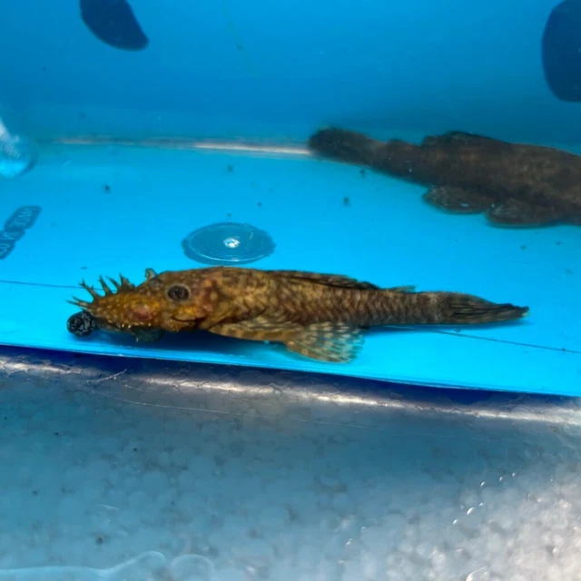 2 pack of Bushynose pleco 2.5"in length - live tropical fish