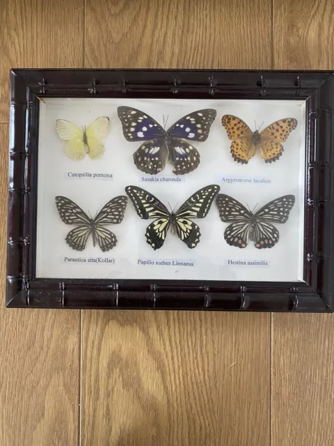 Boxed Taxidermy Display Framed Collection 6 Butterflies Real Specimens