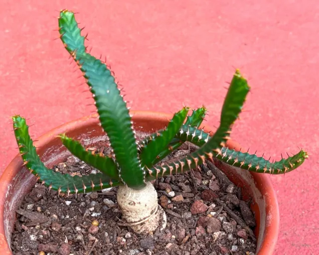 Euphorbia Stellata Rare Caudex - Succulent 2