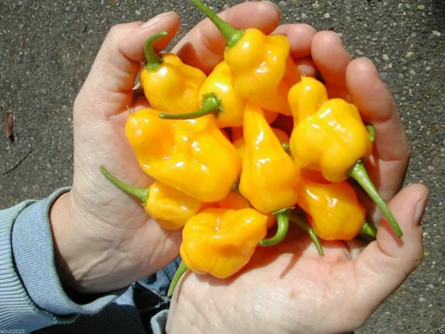 Trinidad Perfume Chilli  Rich Fruity Habenero Flavour Without The Heat 15 Seeds