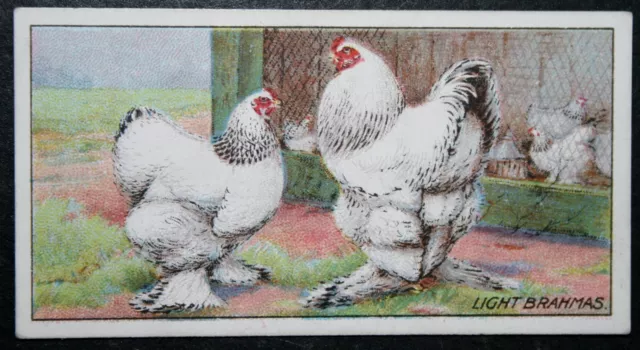 LIGHT BRAHMAS  Poultry  Vintage  1915 Card  BD02