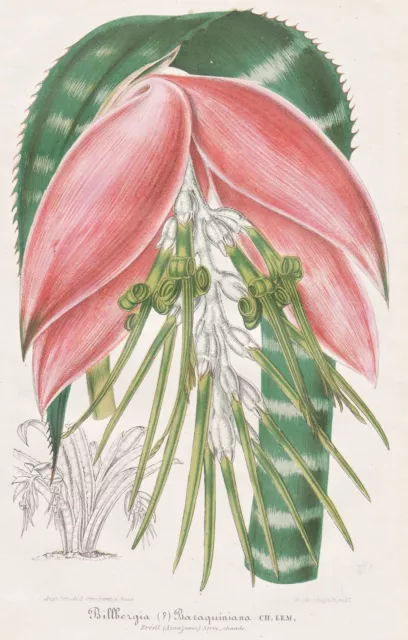 Billbergia Brasil Botanical Flower Botany Stroobant Lemaire Lithograph