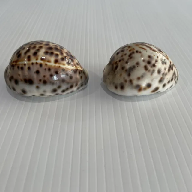 2 Tiger Cowrie Shells 6.5cm Long Brown & Beige