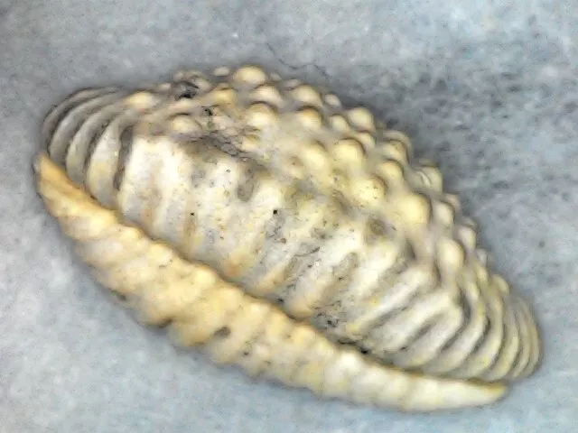 fossil shell - COWRY - CYPRAEA - JENNERIA DUCLOSIANA - AQUITAINE 2JAN24 3