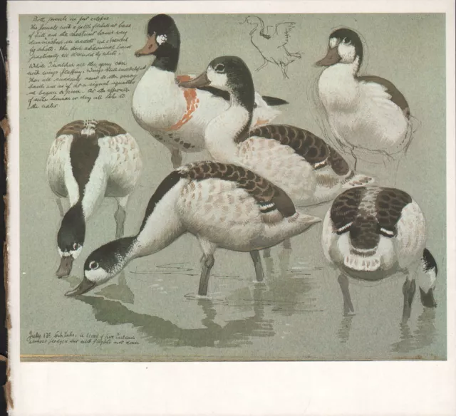 Beau Vintage Oiseau Imprimé ~ Shelduck Avec Jeune ~ Tunnicliffe